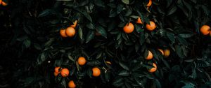 Preview wallpaper tangerines, bush, fruits, citrus, plant