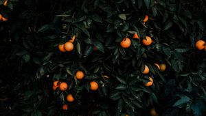 Preview wallpaper tangerines, bush, fruits, citrus, plant