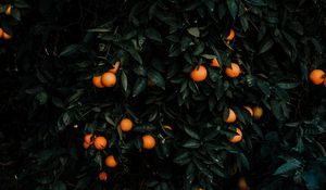 Preview wallpaper tangerines, bush, fruits, citrus, plant