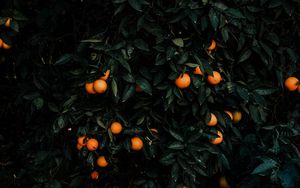 Preview wallpaper tangerines, bush, fruits, citrus, plant