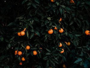 Preview wallpaper tangerines, bush, fruits, citrus, plant