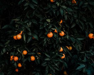 Preview wallpaper tangerines, bush, fruits, citrus, plant