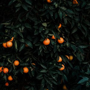 Preview wallpaper tangerines, bush, fruits, citrus, plant