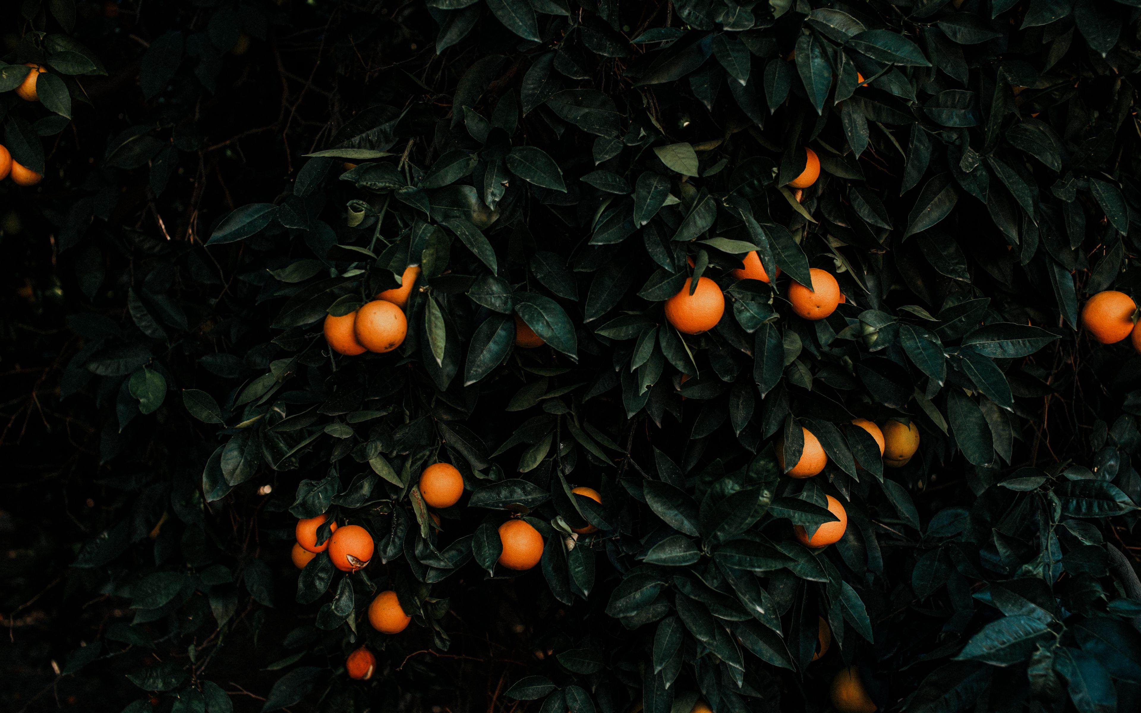 Download wallpaper 3840x2400 tangerines, bush, fruits, citrus, plant 4k