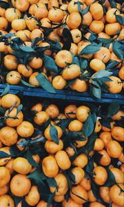 Preview wallpaper tangerines, citrus, fruits, leaves, branches