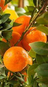 Preview wallpaper tangerines, citrus, fruits, leaves, garden