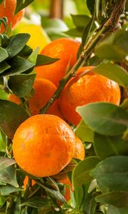 Preview wallpaper tangerines, citrus, fruits, leaves, garden