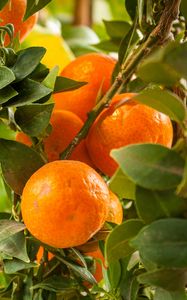 Preview wallpaper tangerines, citrus, fruits, leaves, garden