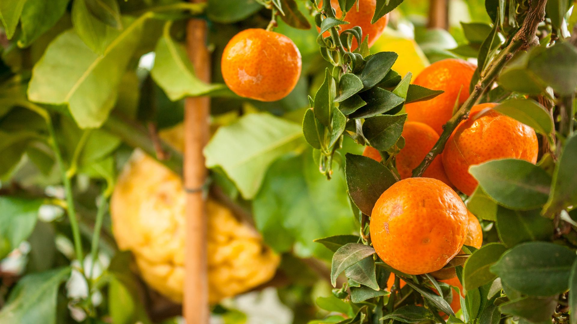 Download wallpaper 1920x1080 tangerines, citrus, fruits, leaves, garden