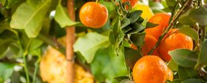 Preview wallpaper tangerines, citrus, fruits, leaves, garden