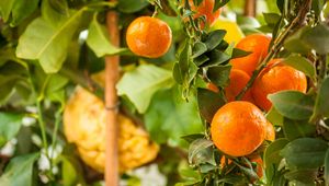 Preview wallpaper tangerines, citrus, fruits, leaves, garden