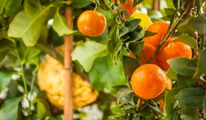 Preview wallpaper tangerines, citrus, fruits, leaves, garden