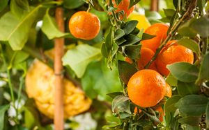 Preview wallpaper tangerines, citrus, fruits, leaves, garden