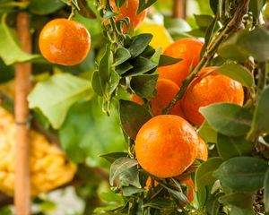 Preview wallpaper tangerines, citrus, fruits, leaves, garden