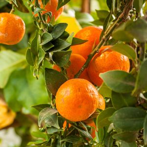 Preview wallpaper tangerines, citrus, fruits, leaves, garden