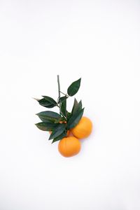 Preview wallpaper tangerines, citrus, minimalism, branch