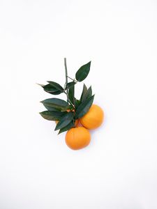 Preview wallpaper tangerines, citrus, minimalism, branch