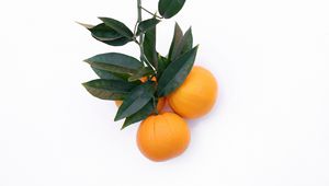 Preview wallpaper tangerines, citrus, minimalism, branch