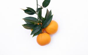 Preview wallpaper tangerines, citrus, minimalism, branch