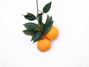 Preview wallpaper tangerines, citrus, minimalism, branch