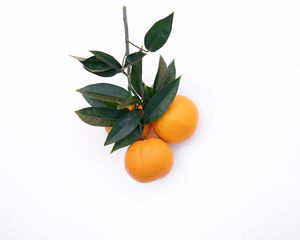 Preview wallpaper tangerines, citrus, minimalism, branch