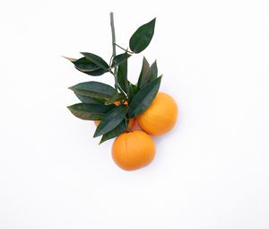 Preview wallpaper tangerines, citrus, minimalism, branch