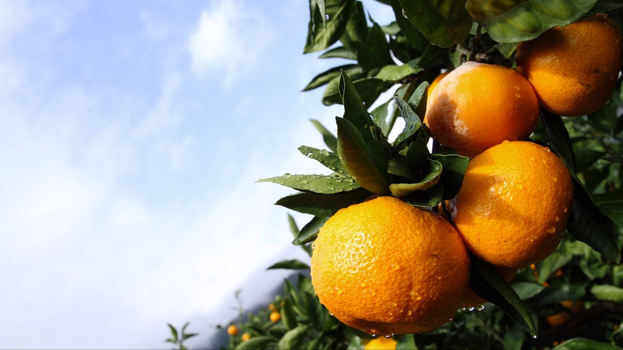 Wallpaper tangerines, citruses, drops, macro, leaves