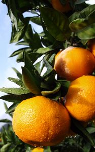 Preview wallpaper tangerines, citruses, drops, macro, leaves