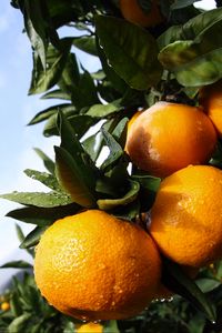 Preview wallpaper tangerines, citruses, drops, macro, leaves