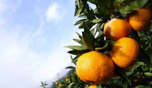 Preview wallpaper tangerines, citruses, drops, macro, leaves