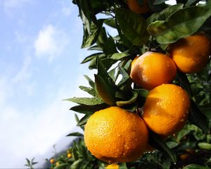 Preview wallpaper tangerines, citruses, drops, macro, leaves