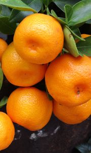 Preview wallpaper tangerines, fruit, branch, juicy