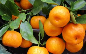 Preview wallpaper tangerines, fruit, branch, juicy