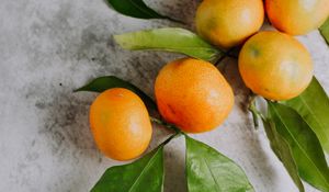 Preview wallpaper tangerines, fruit, branch, citrus, orange