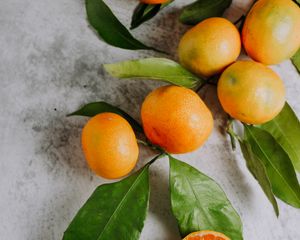 Preview wallpaper tangerines, fruit, branch, citrus, orange