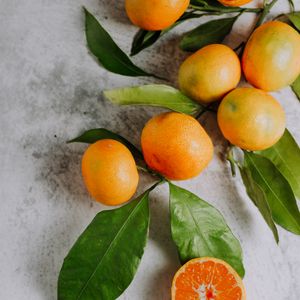 Preview wallpaper tangerines, fruit, branch, citrus, orange