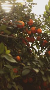 Preview wallpaper tangerines, fruit, bush, light, plant