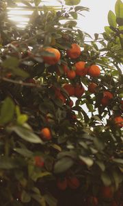 Preview wallpaper tangerines, fruit, bush, light, plant