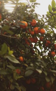 Preview wallpaper tangerines, fruit, bush, light, plant