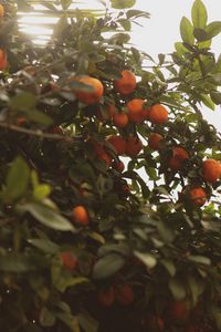 Preview wallpaper tangerines, fruit, bush, light, plant