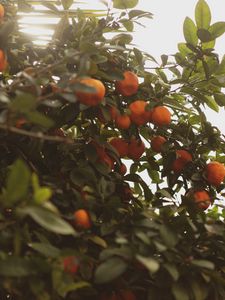 Preview wallpaper tangerines, fruit, bush, light, plant