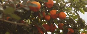 Preview wallpaper tangerines, fruit, bush, light, plant