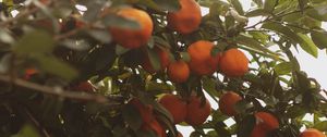 Preview wallpaper tangerines, fruit, bush, light, plant