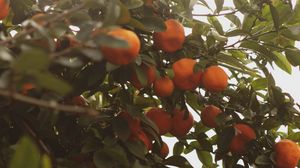 Preview wallpaper tangerines, fruit, bush, light, plant