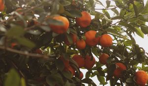 Preview wallpaper tangerines, fruit, bush, light, plant