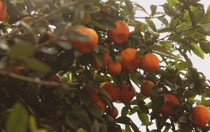 Preview wallpaper tangerines, fruit, bush, light, plant