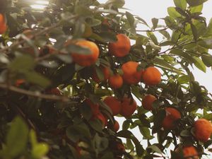 Preview wallpaper tangerines, fruit, bush, light, plant