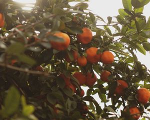 Preview wallpaper tangerines, fruit, bush, light, plant