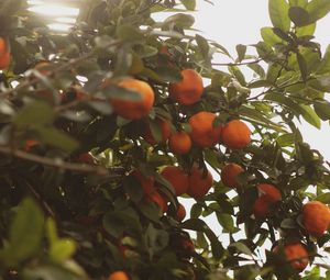 Preview wallpaper tangerines, fruit, bush, light, plant