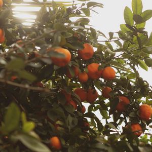 Preview wallpaper tangerines, fruit, bush, light, plant